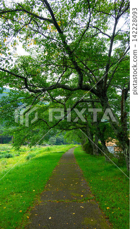 鹽原溫泉地區(栃木縣那須鹽原市)沿著北河有綠樹成蔭的步道、步道和吊橋。 鹽原溫泉地區(栃木縣那須鹽原市)沿著北河有綠樹成蔭的步道、步道和吊橋。 142228093