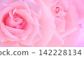 Close-up background of pink roses 142228134