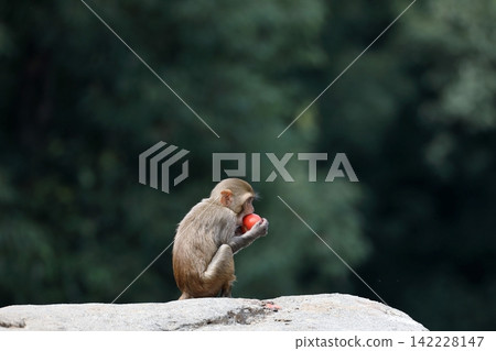 A baby rhesus macaque eating a red tomato on a rock. A baby rhesus macaque eating a red tomato on a rock. 142228147
