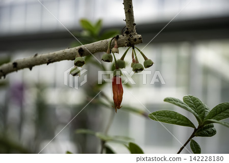 落花的百子蓮 落花的百子蓮 142228180