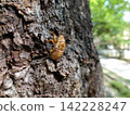 Cicada, cicada, cicada shell, brown cicada 142228247