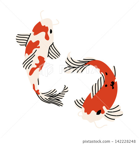 Japanese Koi Carp Fish Pair Vector Illustration Japanese Koi Carp Fish Pair Vector Illustration 142228248