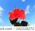 Hibiscus, Hawaii, Okinawa, tropical 142228272