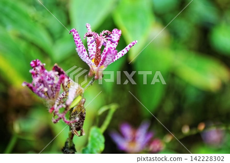 東高根森林公園的蟾蜍百合(秋季開出的帶有斑點圖案的花朵) 東高根森林公園的蟾蜍百合(秋季開出的帶有斑點圖案的花朵) 142228302