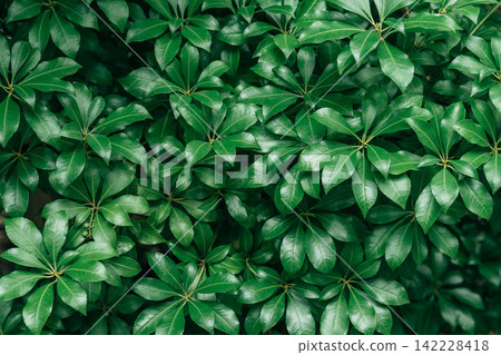 綠色植物背景素材:鵝掌柴 綠色植物背景素材:鵝掌柴 142228418