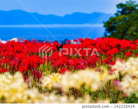 以大海為背景的蜘蛛百合 以大海為背景的蜘蛛百合 142228419