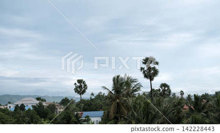 palm trees on the background of the sky palm trees on the background of the sky 142228443
