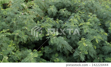 Dense Green Foliage Texture with Fern-Like Leaves Dense Green Foliage Texture with Fern-Like Leaves 142228444