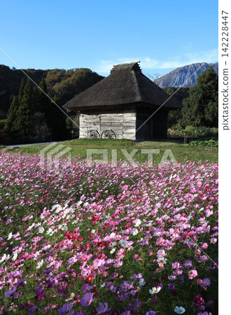 Autumn scenery of Mount Oyama and a field of cosmos flowers blooming in front of a thatched hut. Autumn scenery of Mount Oyama and a field of cosmos flowers blooming in front of a thatched hut. 142228447