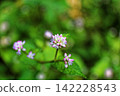 東高根森林公園的蓼屬植物（一種秋季小花） 142228543