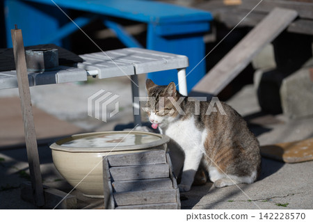 A cute stray cat drinking water 142228570