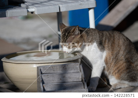 A cute stray cat drinking water A cute stray cat drinking water 142228571