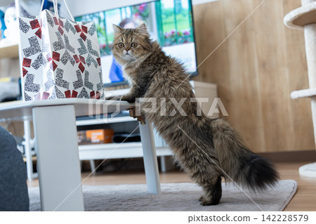 A cute Persian cat is curious about a paper bag. A cute Persian cat is curious about a paper bag. 142228579
