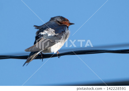 Swallows perched on power lines - Mishima Island, Yamaguchi Prefecture Swallows perched on power lines - Mishima Island, Yamaguchi Prefecture 142228591