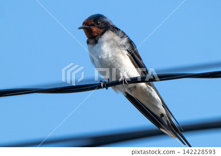Swallows perched on power lines - Mishima Island, Yamaguchi Prefecture Swallows perched on power lines - Mishima Island, Yamaguchi Prefecture 142228593
