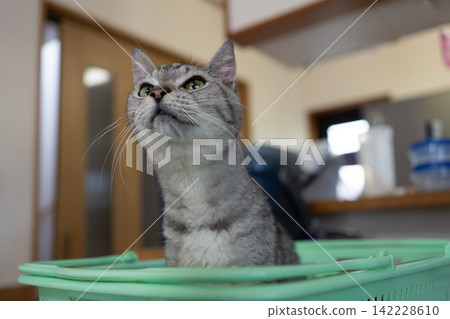 Sabatra cat in the shopping cart Sabatra cat in the shopping cart 142228610