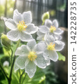 骷髏花 142228735