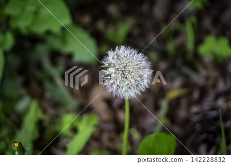 Dandelion's fluff Dandelion's fluff 142228832