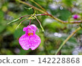 東高根森林公園的鳳仙花（雨後的秋花） 142228868