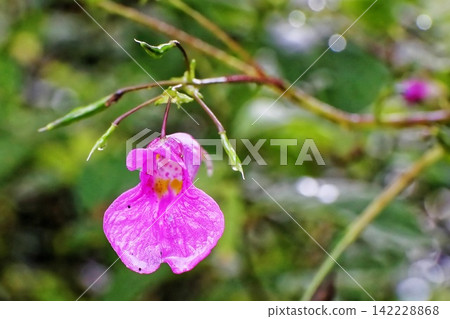 東高根森林公園的鳳仙花（雨後的秋花） 142228868