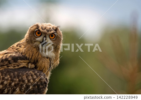 Eagle-owl in the forest Eagle-owl in the forest 142228949