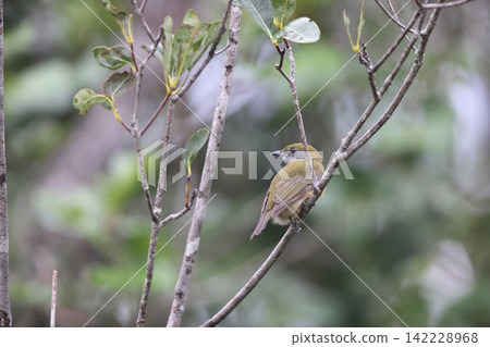 Yellow-headed Manakin Bird 142228968