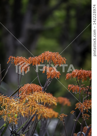 Coral aloe Coral aloe 142228974
