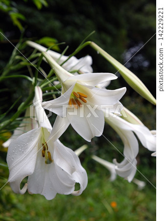 White trumpet lily White trumpet lily 142229221