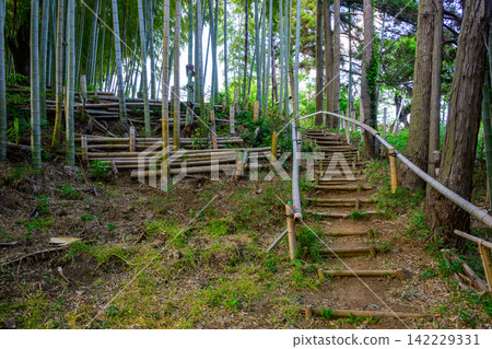 A handmade footpath leading to a bamboo grove 142229331