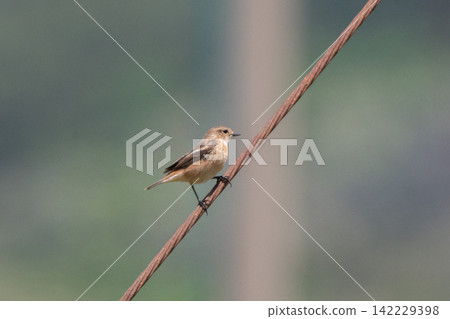 During migration. Springtime Stonechat - Mishima Island, Yamaguchi Prefecture During migration. Springtime Stonechat - Mishima Island, Yamaguchi Prefecture 142229398