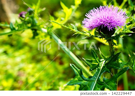 Purple thistles blooming against a backdrop of fresh green leaves Purple thistles blooming against a backdrop of fresh green leaves 142229447