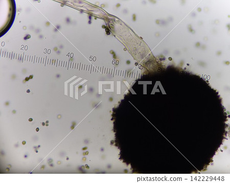 Black koji mold with huge conidia Black koji mold with huge conidia 142229448