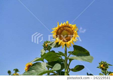 Single Sunflower Blooming Against Clear Blue Sky In Low Angle Summer Garden, With Broad Green Single Sunflower Blooming Against Clear Blue Sky In Low Angle Summer Garden, With Broad Green 142229581