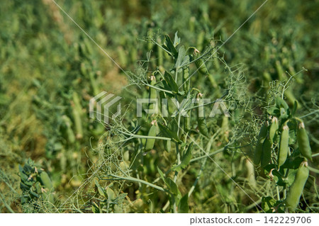 Green Pea Plants Standing In Grassy Field With Visible Pods, Thin Tendrils, And Soft Background Green Pea Plants Standing In Grassy Field With Visible Pods, Thin Tendrils, And Soft Background 142229706