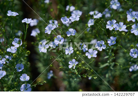 White Wildflowers Blooming In Lush Green Garden With Multiple Clusters, Thin Stems, And Soft White Wildflowers Blooming In Lush Green Garden With Multiple Clusters, Thin Stems, And Soft 142229707