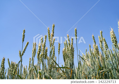 Wheat Stalks Standing Tall Against Clear Blue Sky Above Green Field On A Calm Summer Day Wheat Stalks Standing Tall Against Clear Blue Sky Above Green Field On A Calm Summer Day 142229713