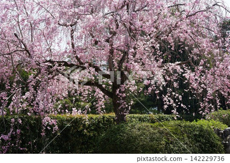 A spring garden with weeping cherry blossoms in full bloom spreading over the hedge. 142229736