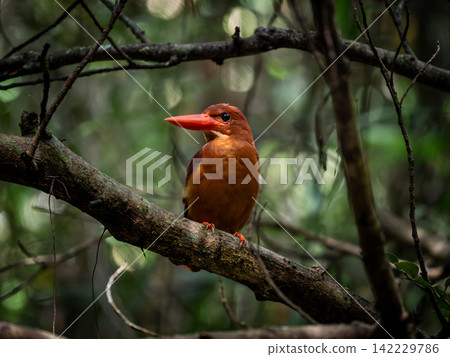 一隻琉球翠鳥棲息在宮古島茂密森林的樹枝上。 一隻琉球翠鳥棲息在宮古島茂密森林的樹枝上。 142229786