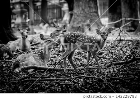 奈良公園森林中一群鹿悠閒漫步的黑白畫面。 奈良公園森林中一群鹿悠閒漫步的黑白畫面。 142229788
