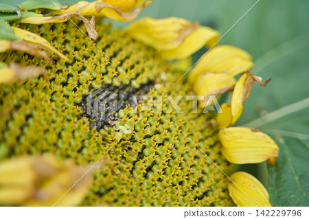 Sunflower Head Densely Packed With Insects Around Dark Center In Macro View Against Green Foliage Sunflower Head Densely Packed With Insects Around Dark Center In Macro View Against Green Foliage 142229796