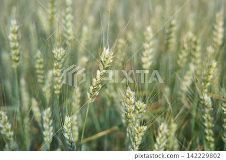 Green Wheat Heads Growing In Soft Focus Field With Fine Stems And Fresh Early Season Grain Green Wheat Heads Growing In Soft Focus Field With Fine Stems And Fresh Early Season Grain 142229802
