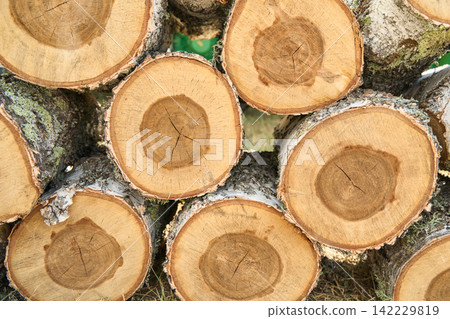 Cut Tree Trunks Stacked Closely With Exposed Rings And Bark In Outdoor Timber Pile Under Natural Cut Tree Trunks Stacked Closely With Exposed Rings And Bark In Outdoor Timber Pile Under Natural 142229819