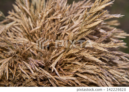 Dry Grain Seed Heads Overlapping In Close Up With Soft Background And Muted Tones Across Outdoor Dry Grain Seed Heads Overlapping In Close Up With Soft Background And Muted Tones Across Outdoor 142229828