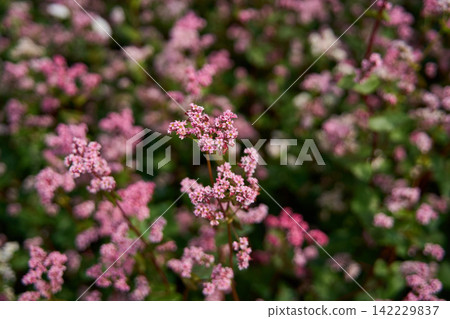 Pink Wildflower Clusters Blooming In Soft Focus Field With Layered Green Foliage And Muted Daylight 142229837