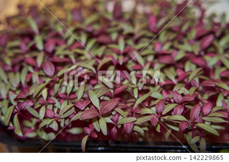 Tray Of Red And Green Seedlings Growing In Dense Rows Under Soft Indoor Light For Nursery Tray Of Red And Green Seedlings Growing In Dense Rows Under Soft Indoor Light For Nursery 142229865