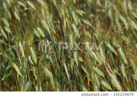 Barley Seed Heads Bending In Thick Field With Warm Daylight And Layered Green Stems In Close View Barley Seed Heads Bending In Thick Field With Warm Daylight And Layered Green Stems In Close View 142229870