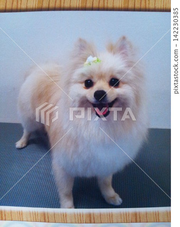 一隻淺棕色的博美犬,脖子上繫著一條絲帶 一隻淺棕色的博美犬,脖子上繫著一條絲帶 142230385