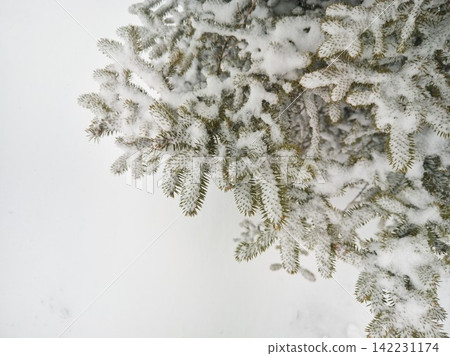 Evergreen Branches Dusted With Fresh Snow Showing Needle Clusters And Layered Frosty Coverage Evergreen Branches Dusted With Fresh Snow Showing Needle Clusters And Layered Frosty Coverage 142231174