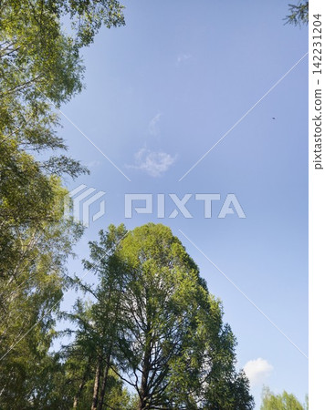 Tall Deciduous Trees Reaching Upward Under Clear Blue Sky In Bright Daytime Park Or Forest Canopy 142231204
