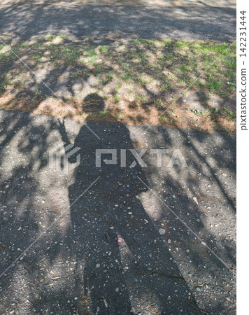 Person Shadow Waving On Sunlit Asphalt Path Under Tree Canopy Creating Silhouette And Patterned Person Shadow Waving On Sunlit Asphalt Path Under Tree Canopy Creating Silhouette And Patterned 142231444